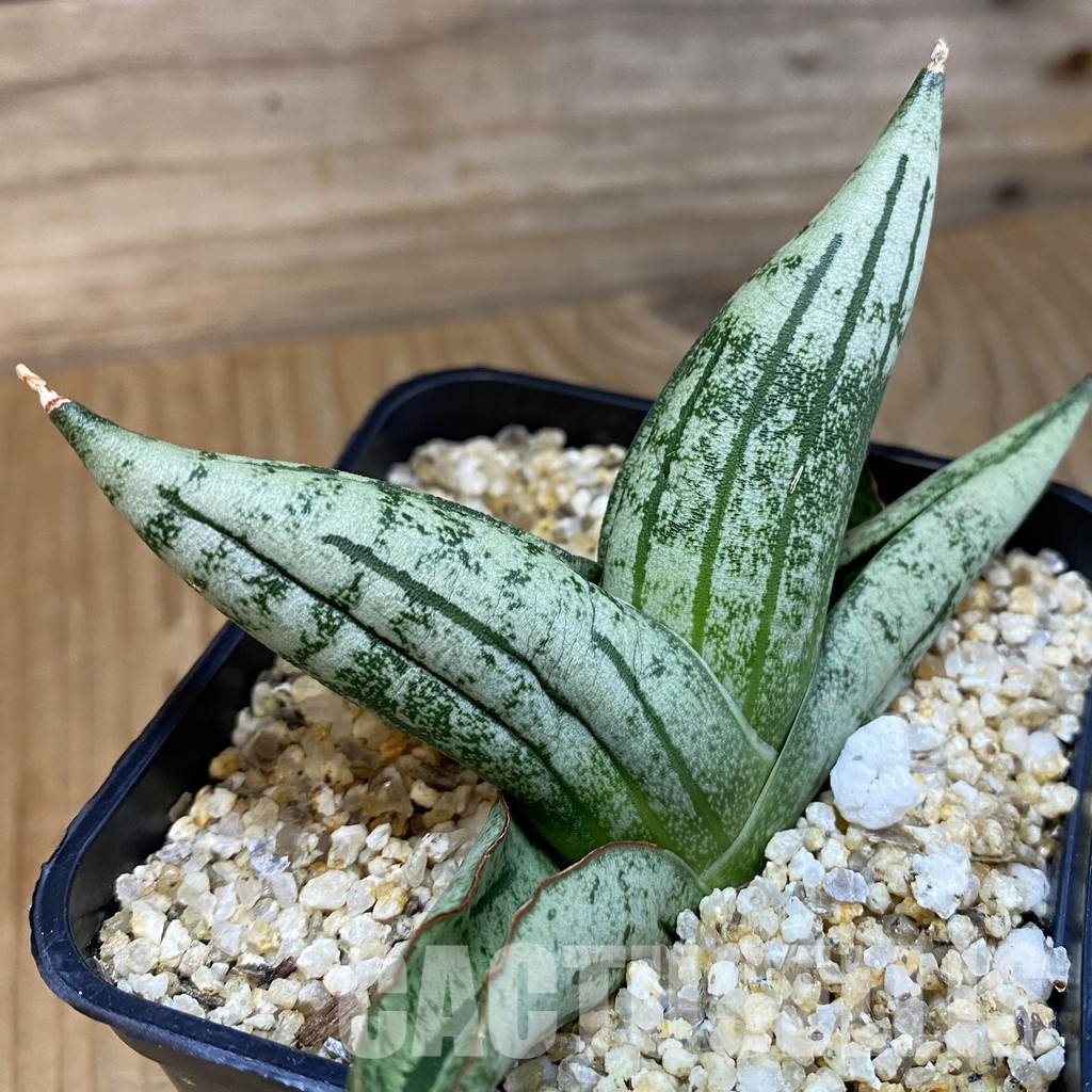 SH31789 Sansevieria ‘Green Label’