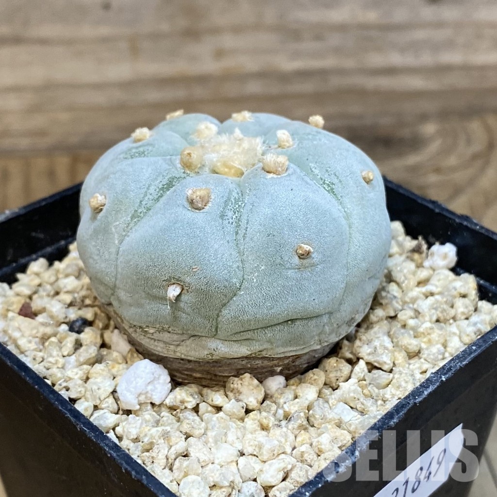 SH31849 Anhalonium frichii ‘Yatagai’ hybrid, seedling, own roots - Image 2