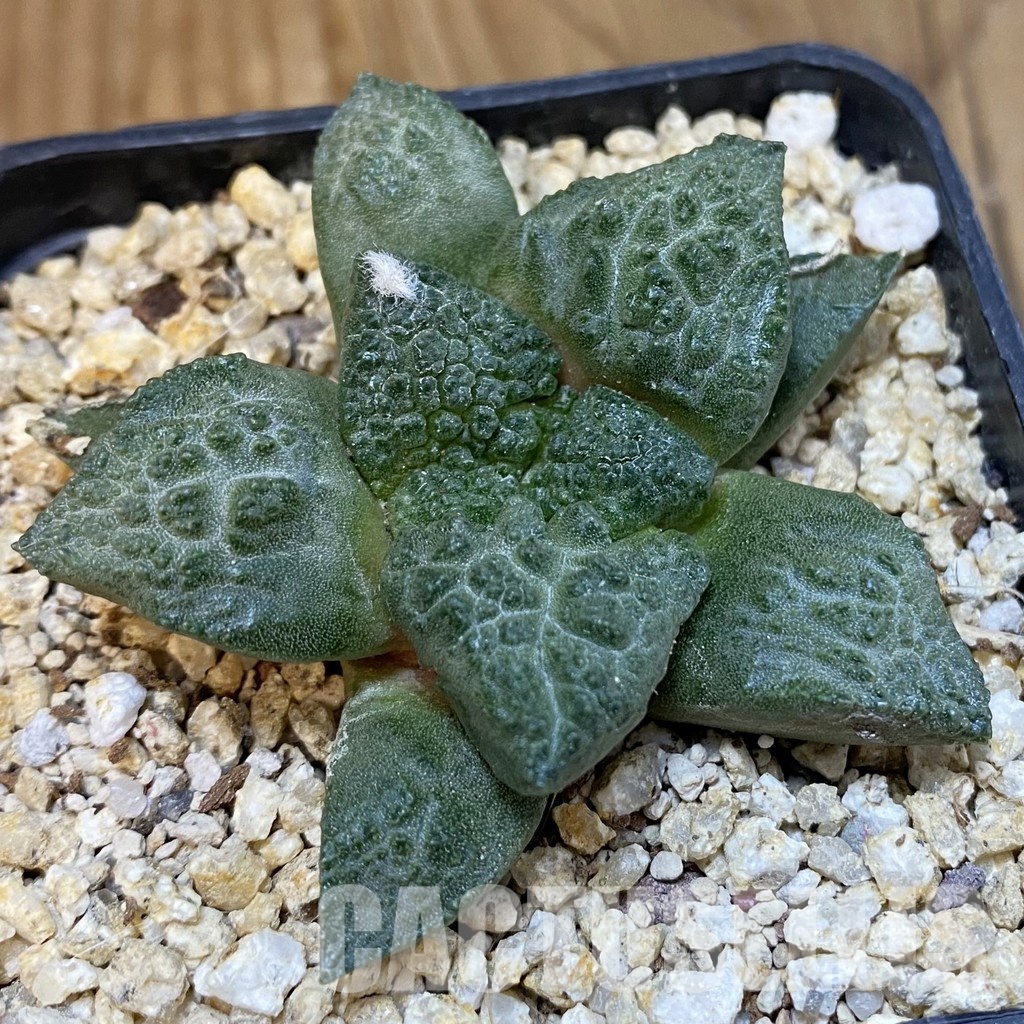 SH31850 Ariocarpus fissuratus ‘Godzilla’, seedling