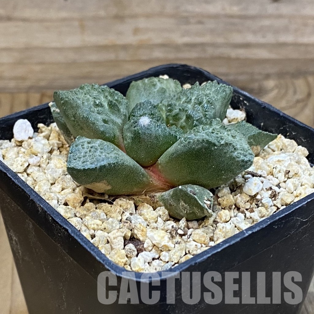 SH31850 Ariocarpus fissuratus ‘Godzilla’, seedling - Image 2