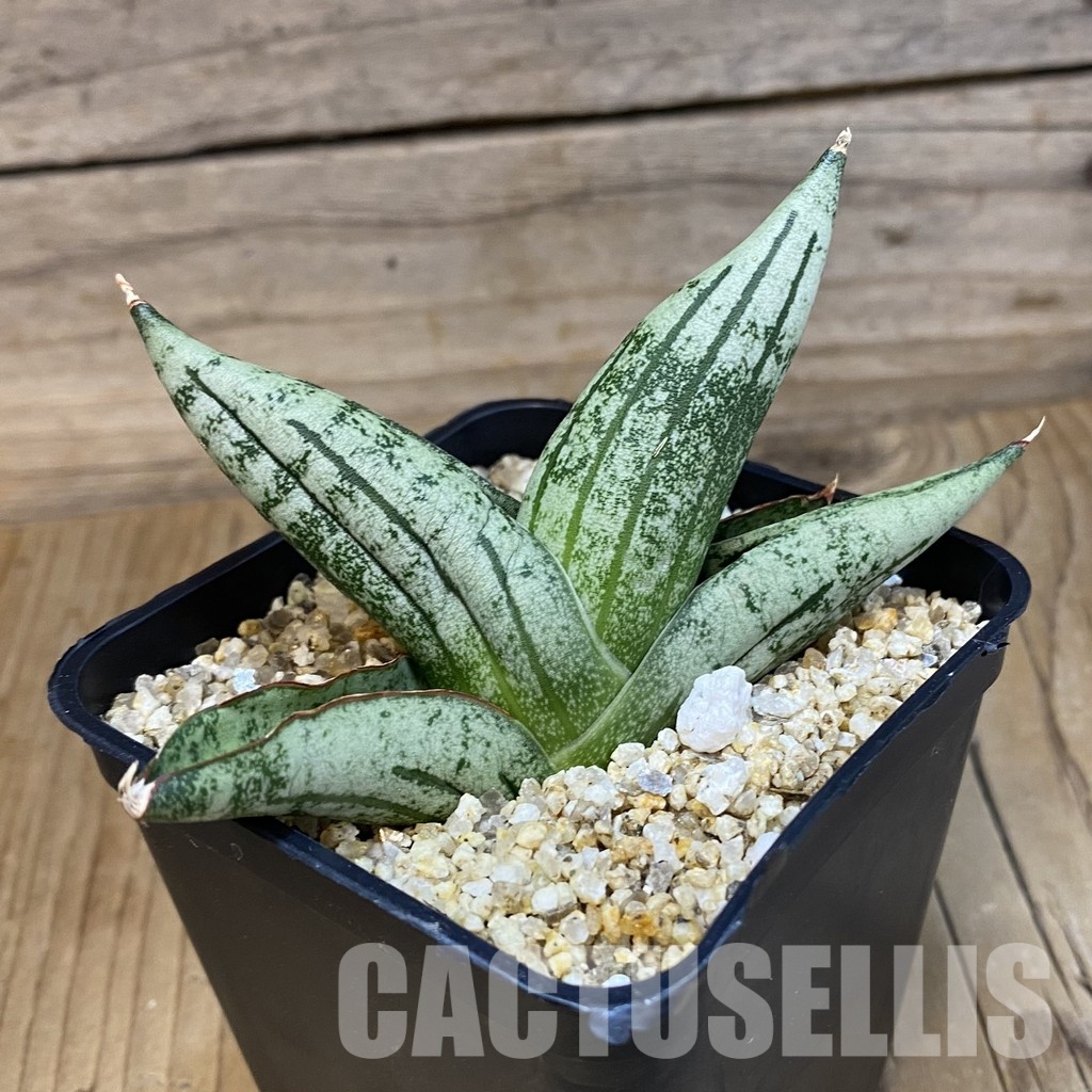 SH31789 Sansevieria ‘Green Label’ - Image 2
