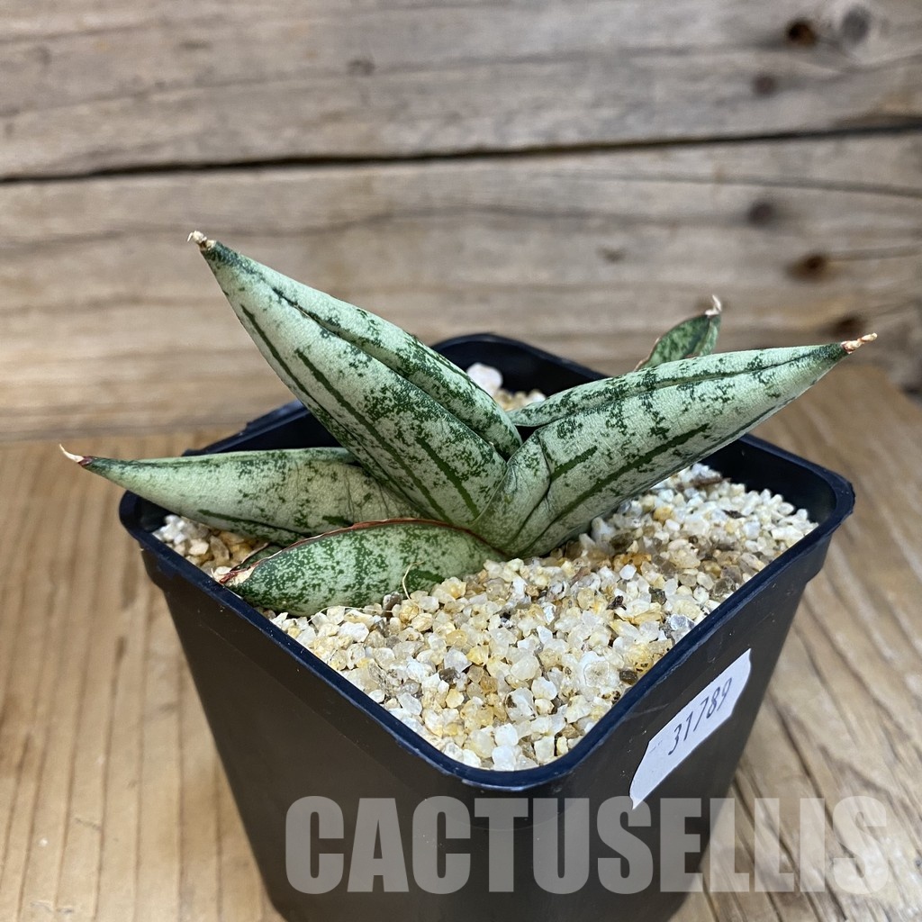 SH31789 Sansevieria ‘Green Label’ - Image 3
