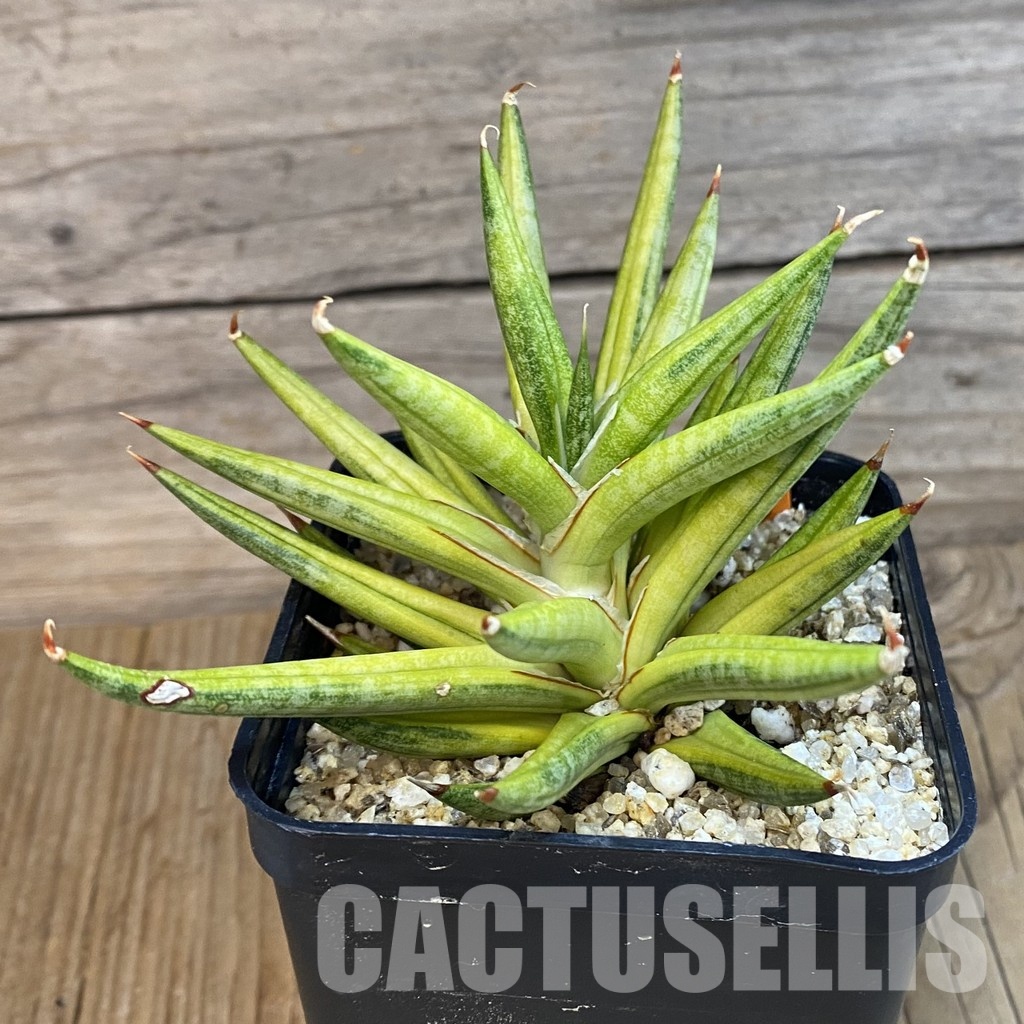 SH31784 Sansevieria francisii f. Yellow variegata - Image 2