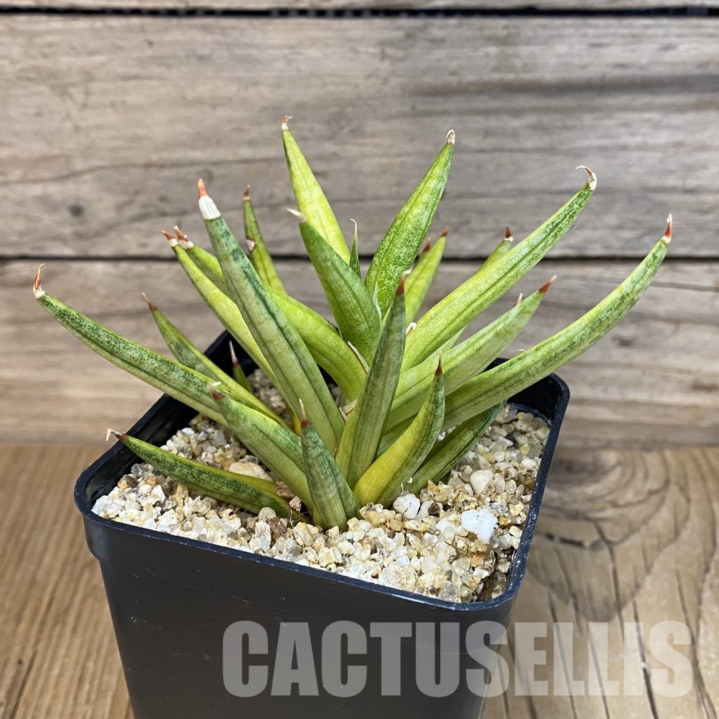 SH31784 Sansevieria francisii f. Yellow variegata - Image 3