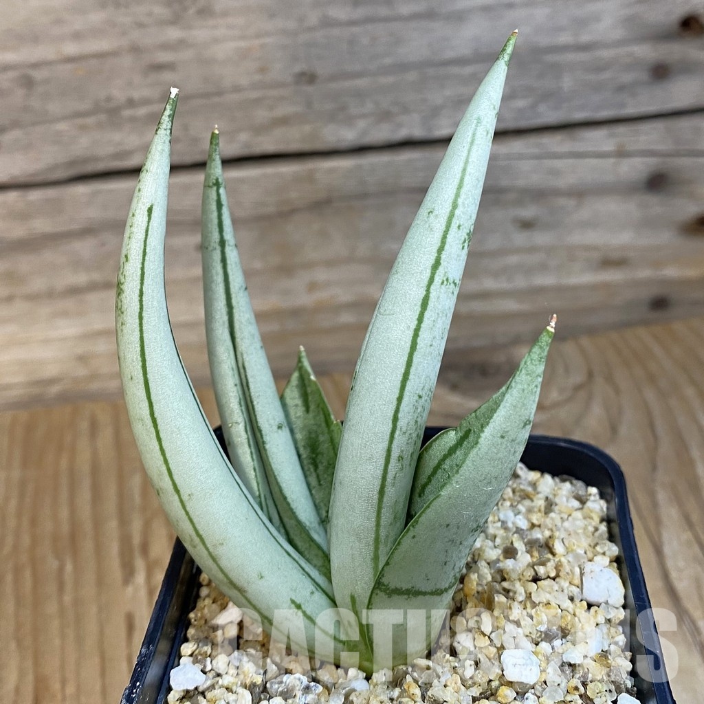 SH31795 Sansevieria ‘Boncel Silver’ - Image 2