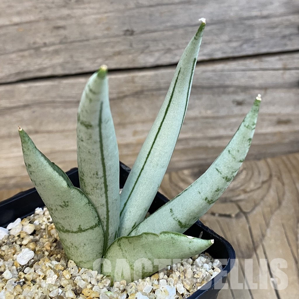 SH31795 Sansevieria ‘Boncel Silver’