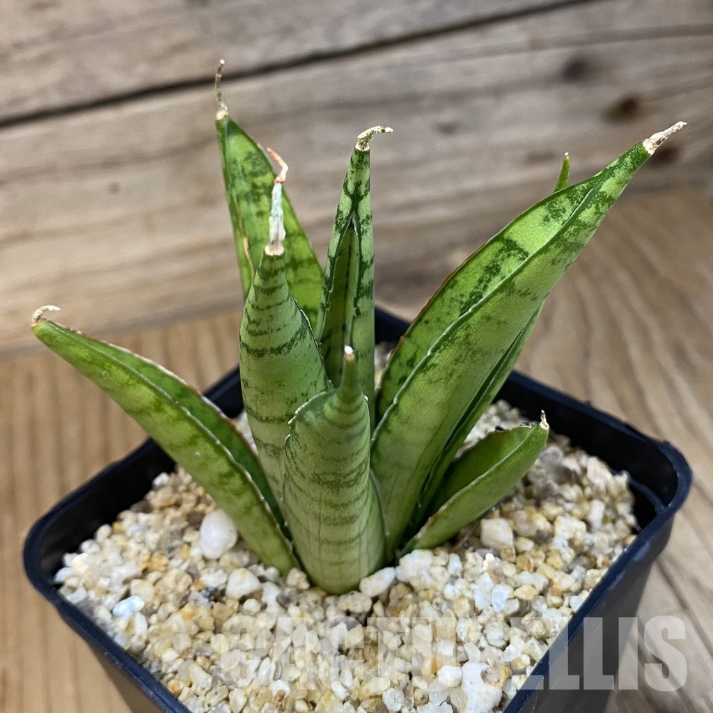 SH31797 Sansevieria ‘Silent Song’ - Image 2