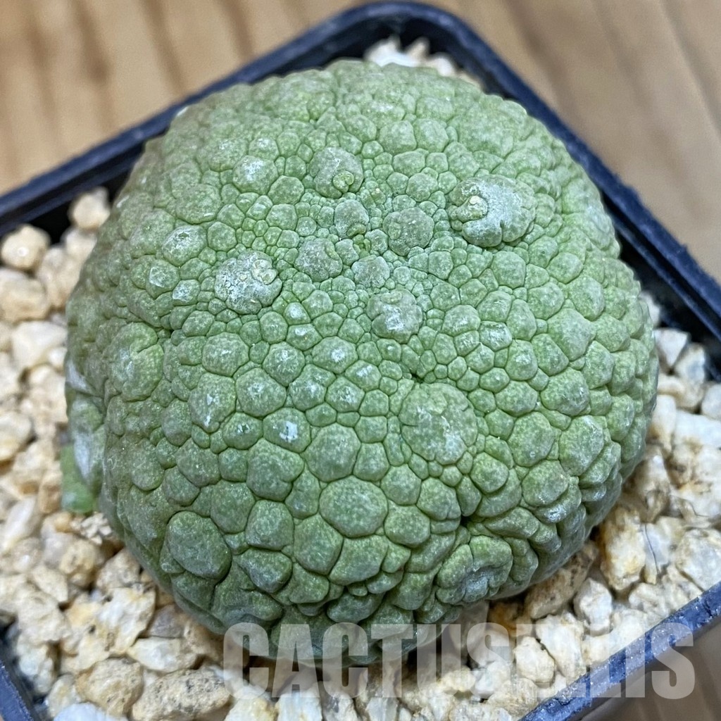 SH31802 Pseudolithos migiurtinus