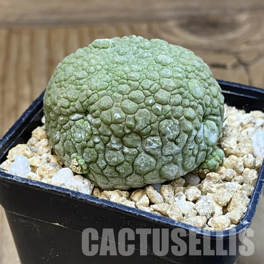 SH31802 Pseudolithos migiurtinus - Image 2