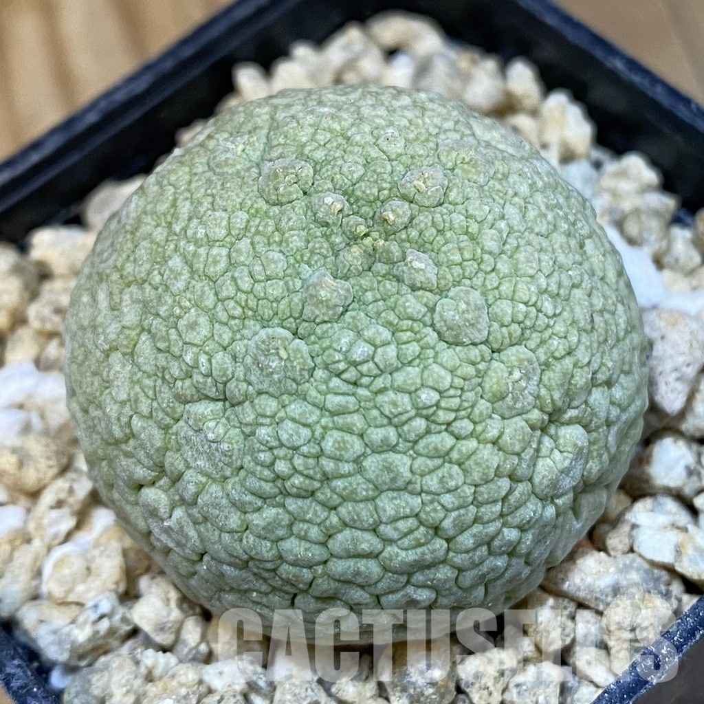 SH31803 Pseudolithos migiurtinus