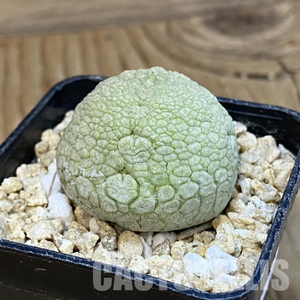 SH31803 Pseudolithos migiurtinus - Image 2