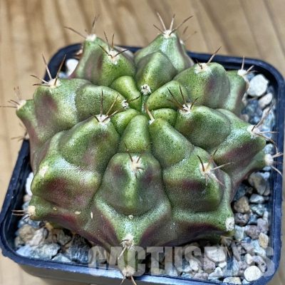 SH31806 Gymnocalycium mihanovichii ‘Purple Nebula’
