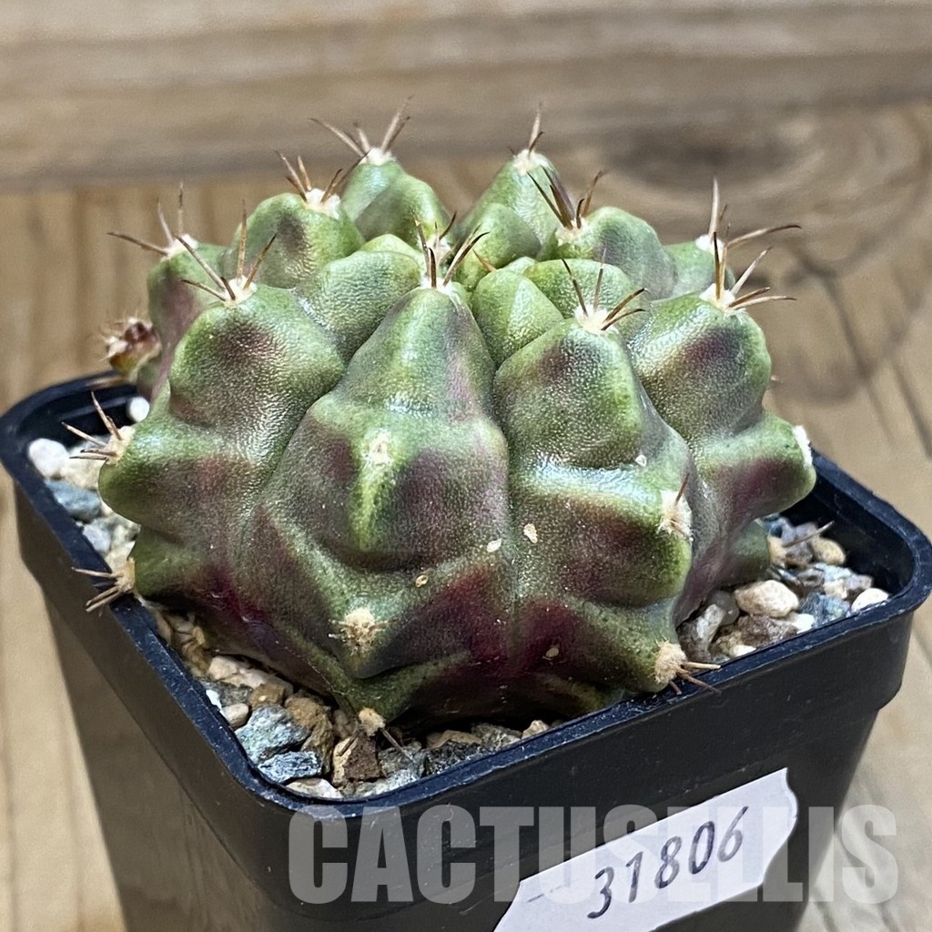SH31806 Gymnocalycium mihanovichii ‘Purple Nebula’ - Image 2