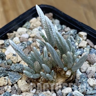 SH31808 Avonia alstonii