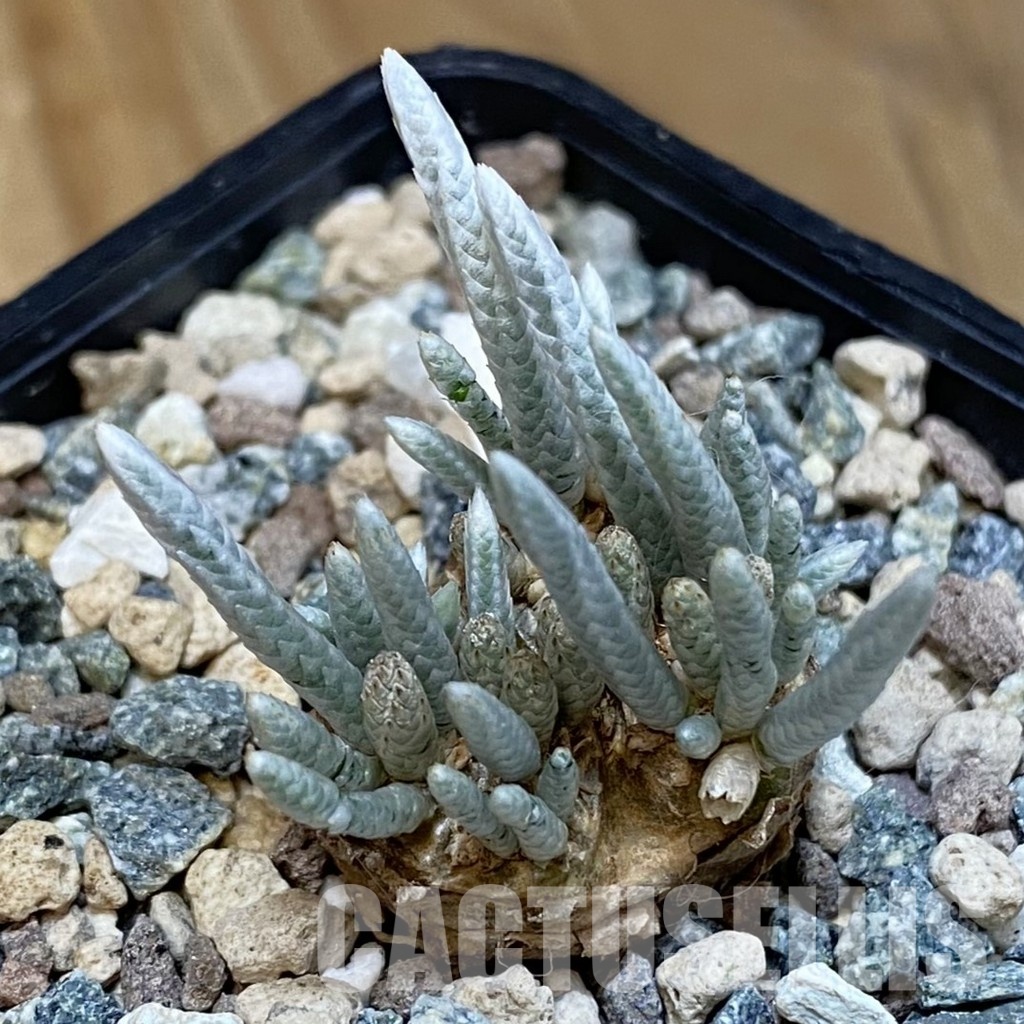 SH31808 Avonia alstonii