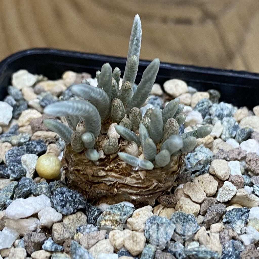 SH31808 Avonia alstonii - Image 2