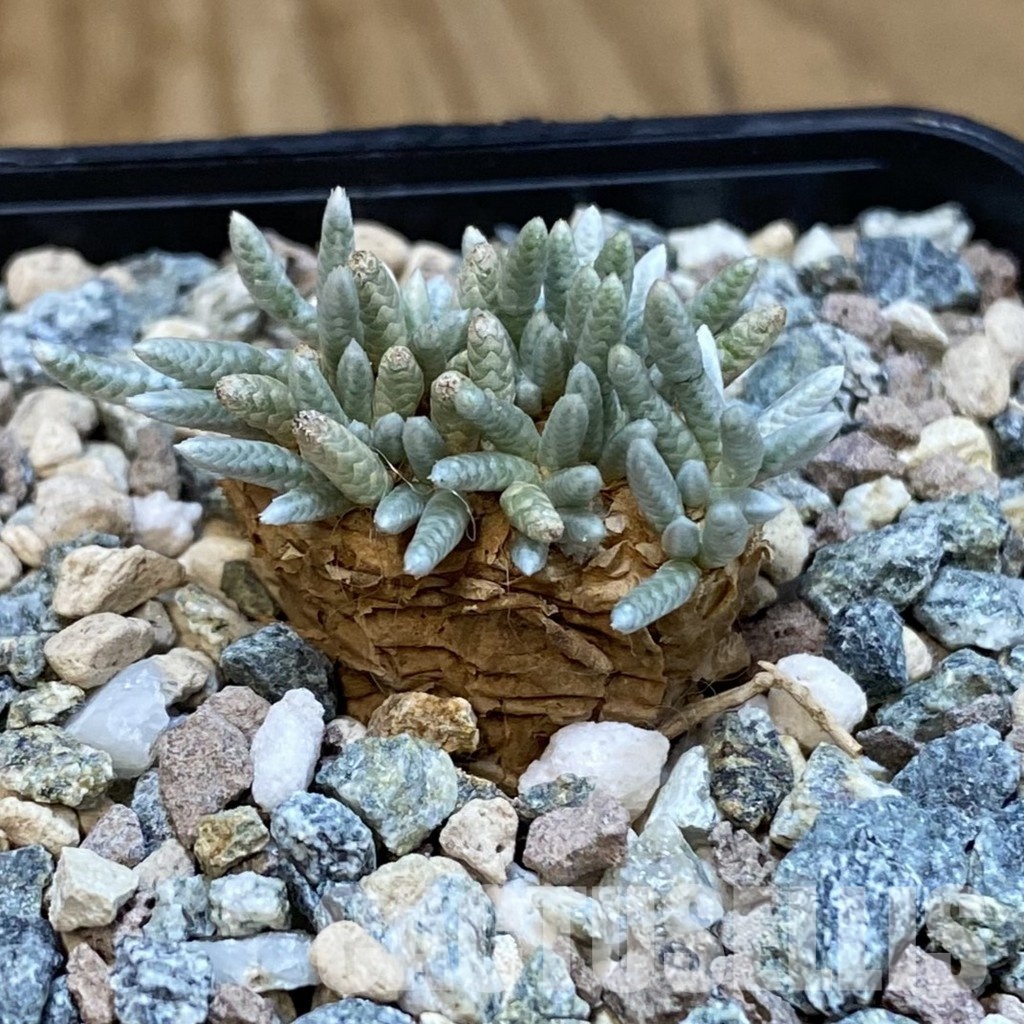 SH31809 Avonia alstonii - Image 2