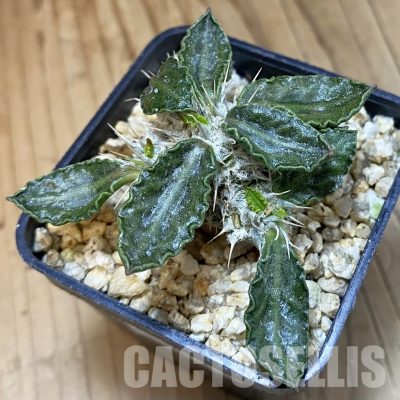 SH31810 Euphorbia tulearensis