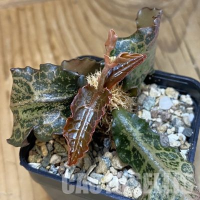 SH31811 Euphorbia francoisii hybrid