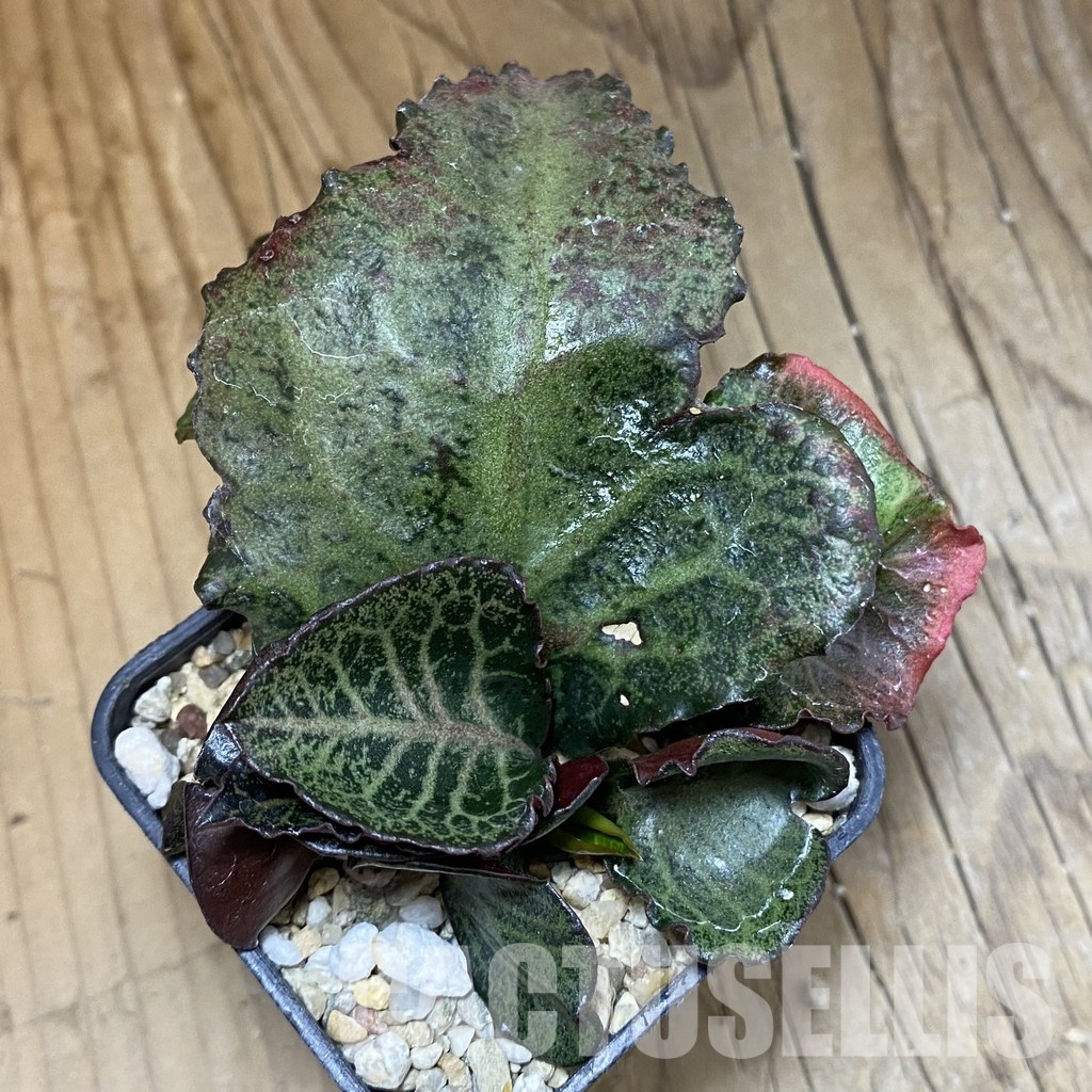 SH31812 Euphorbia francoisii hybrid - Image 2