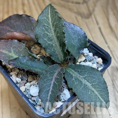 SH31813 Euphorbia francoisii hybrid