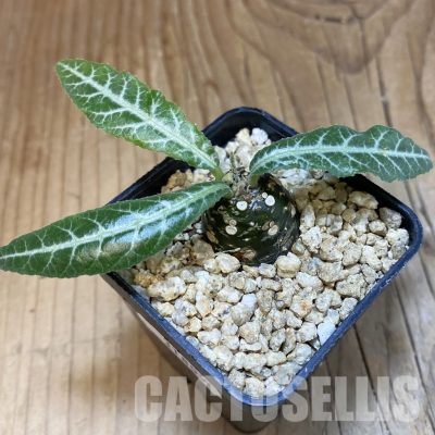 SH31857 Dorstenia lancifolia