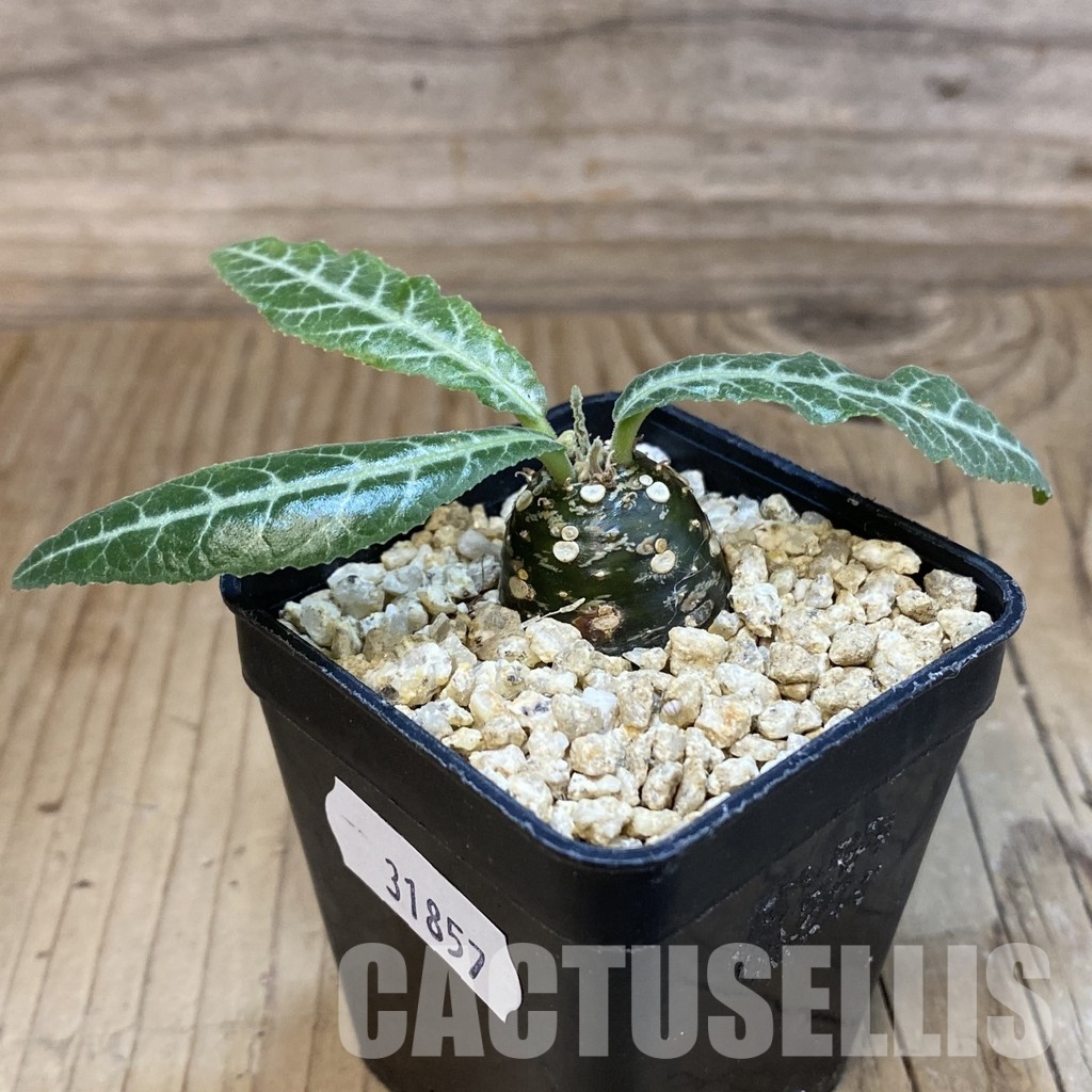 SH31857 Dorstenia lancifolia - Image 2