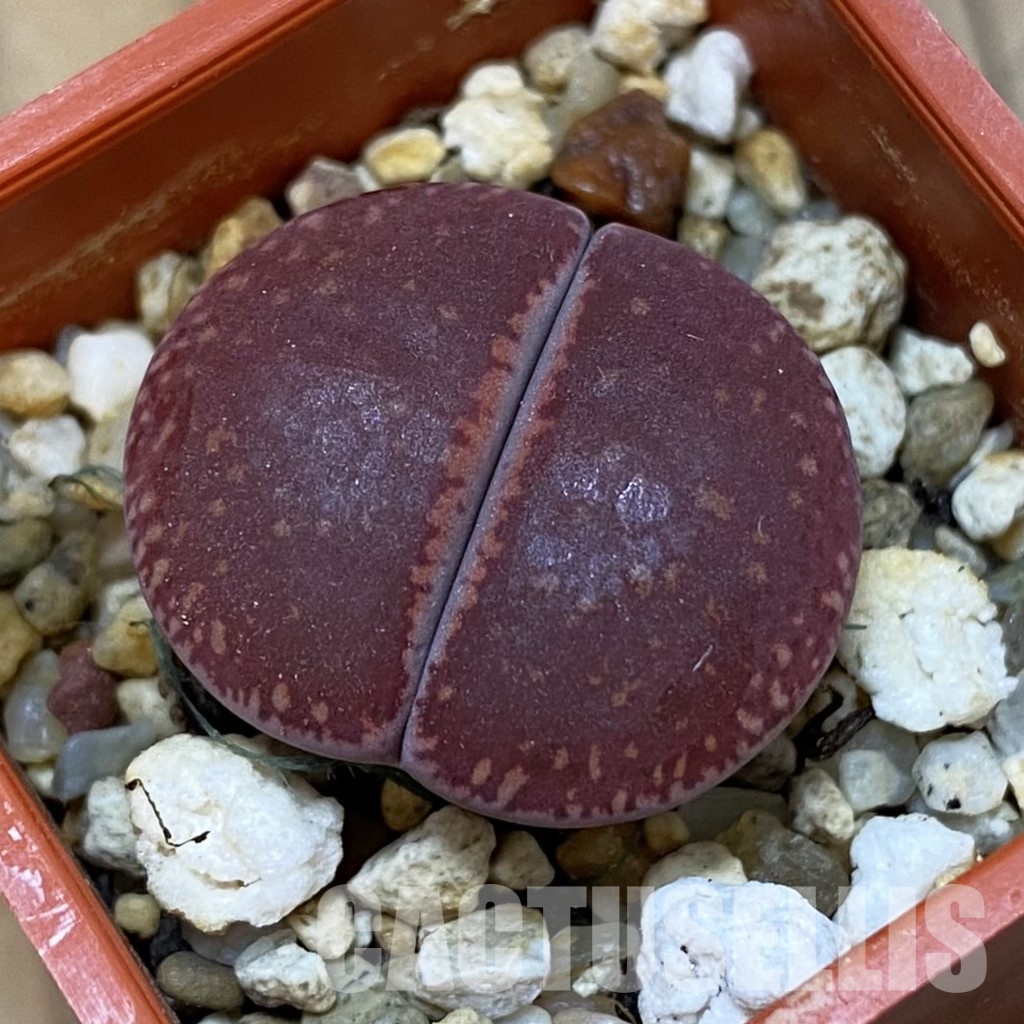 SH31906 Lithops aucampiae 'Fire Brandt'