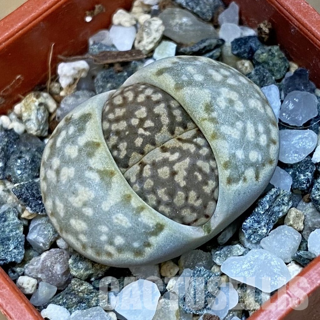 SH31907 Lithops julii v. brunea