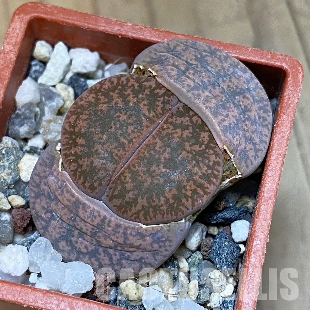 SH31909 Lithops lesliei v. rubrobrunnea