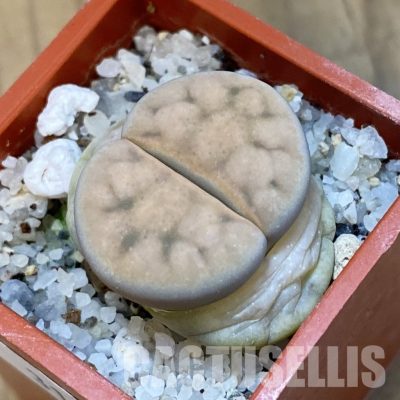 SH31912 Lithops karasmontana