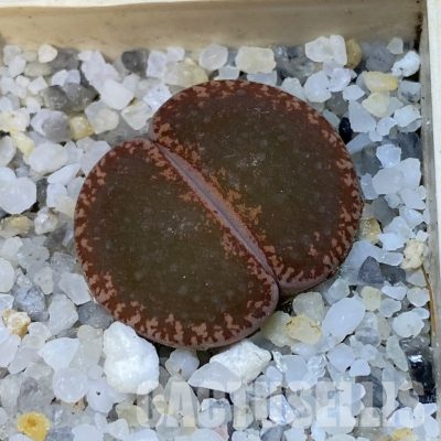 SH31914 Lithops aucampiae