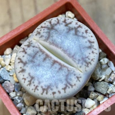 SH31915 Lithops pseudotruncatella