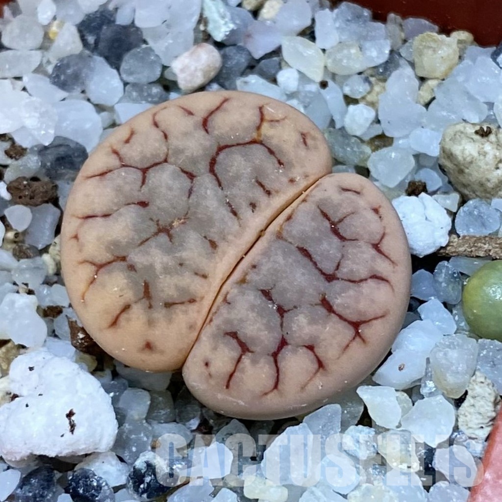 SH31917 Lithops gracilidelineata