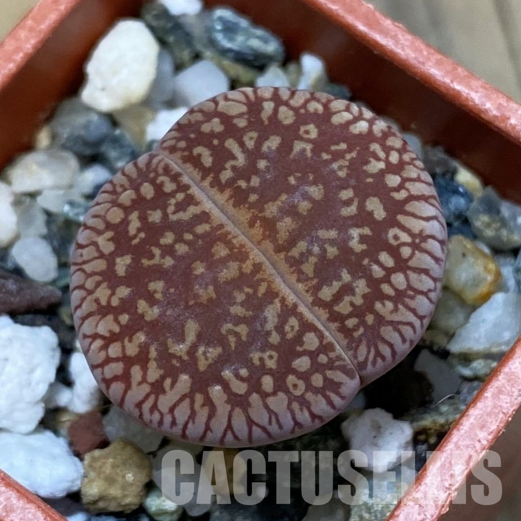 SH31918 Lithops aucampiae v. euniceae LMP 4