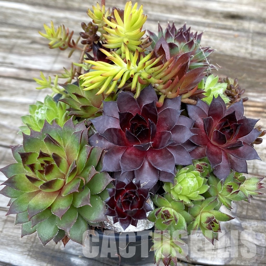 SH31922 Sempervivum mix (cold-resistant)