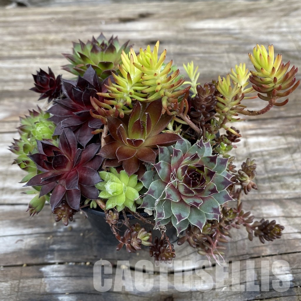 SH31922 Sempervivum mix (cold-resistant) - Image 2