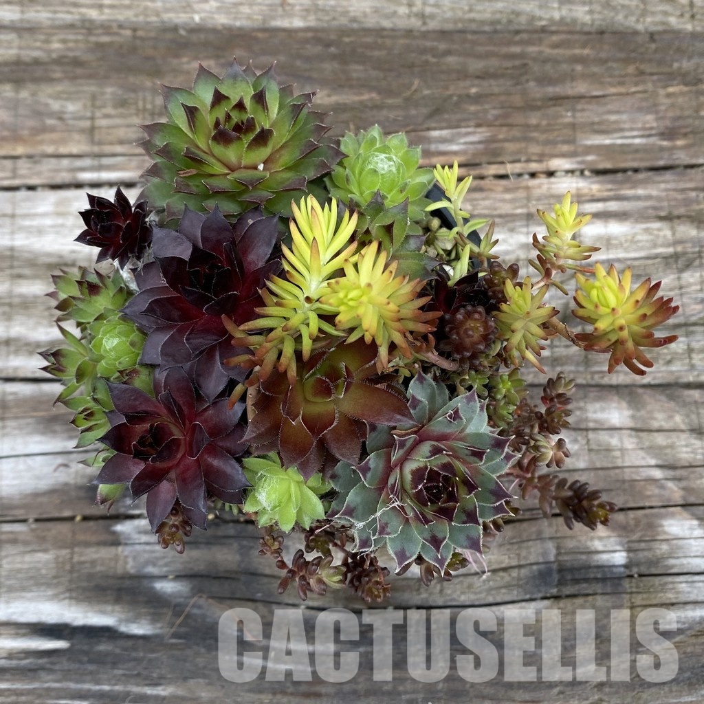 SH31922 Sempervivum mix (cold-resistant) - Image 3