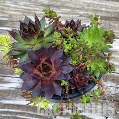 SH31924 Sempervivum mix (cold-resistant)