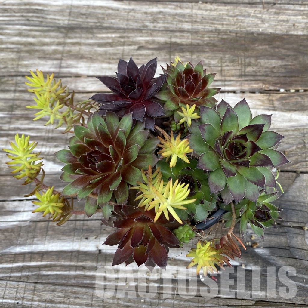SH31925 Sempervivum mix (cold-resistant) - Image 2