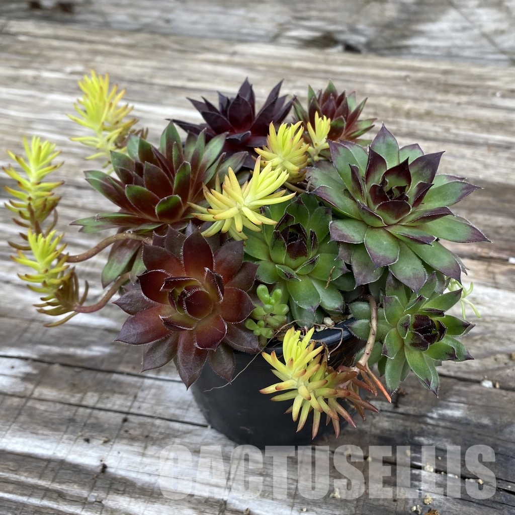 SH31925 Sempervivum mix (cold-resistant) - Image 3