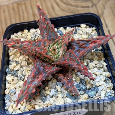 SH31928 Aloe TCT hybrid