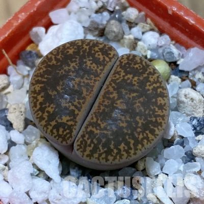 SH31927 Lithops lesliei v. minor