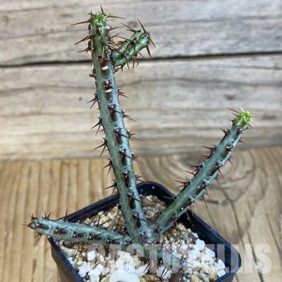 SH31862 Euphorbia aeruginosa