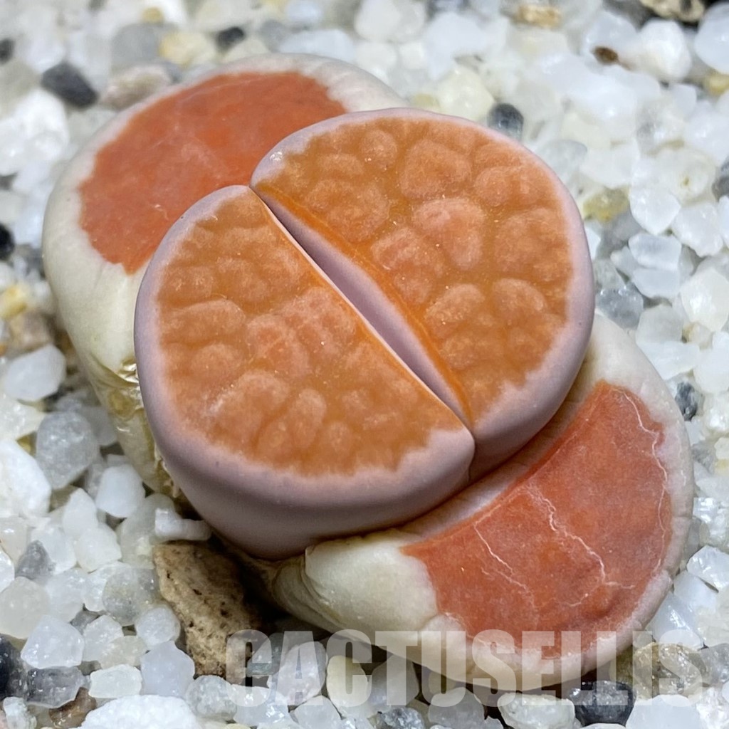 SH31863 Lithops karasmontana v. lateritia