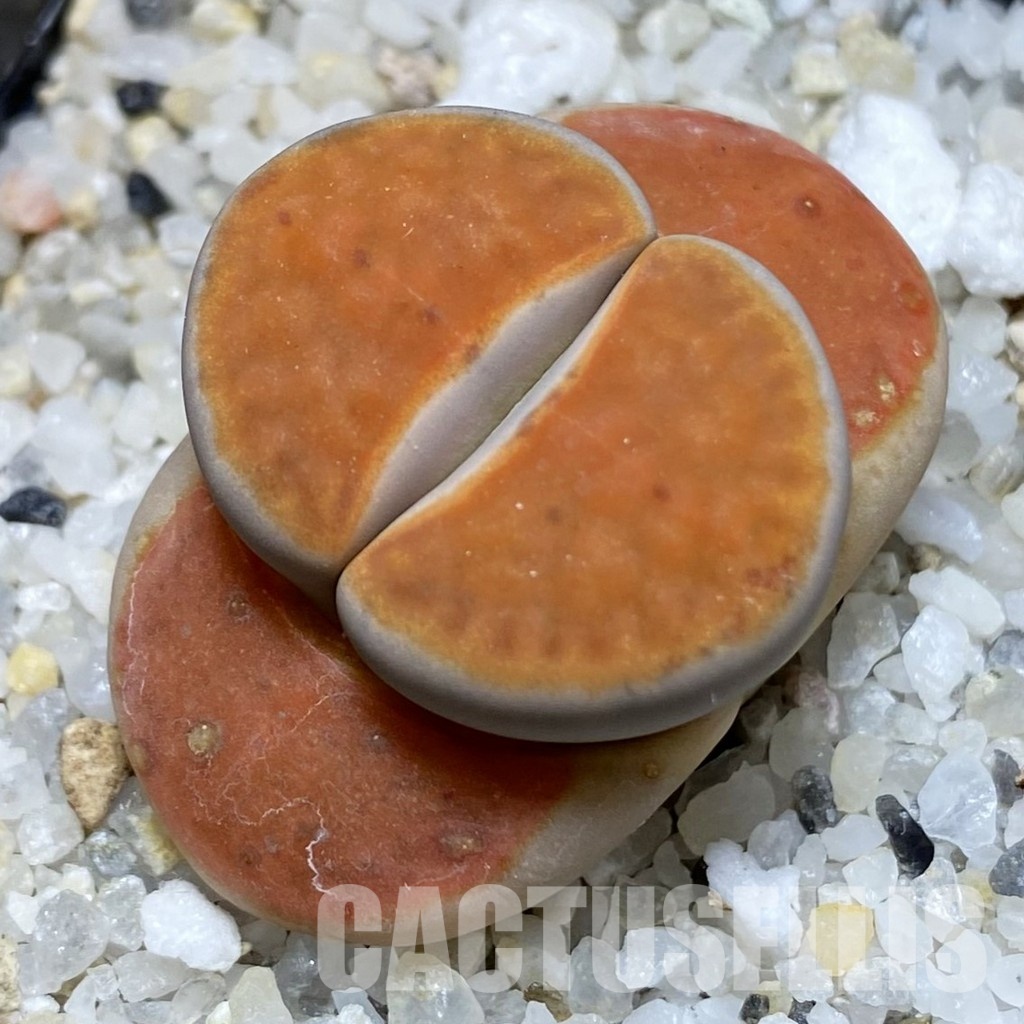 SH31864 Lithops karasmontana v. lateritia