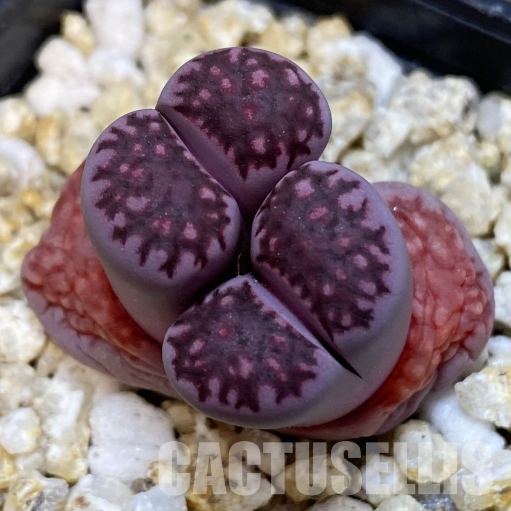 SH31865 Lithops salicola ‘Sato’s Violet’ hybrid