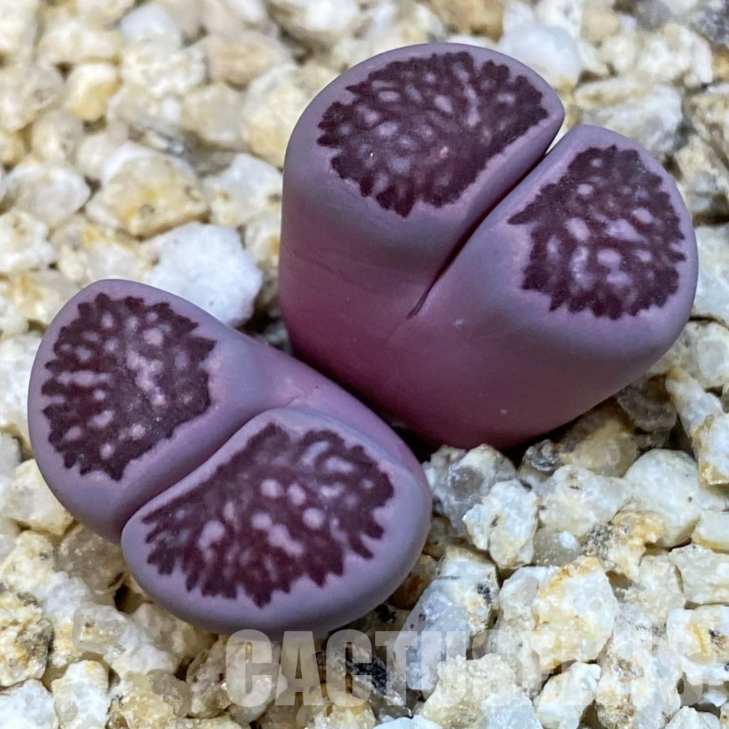 SH31866 Lithops salicola ‘Sato’s Violet’ hybrid
