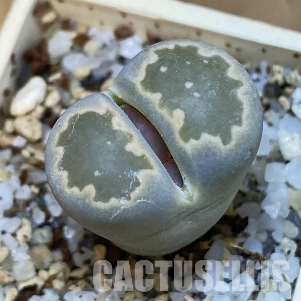 SH31869 Lithops salicola