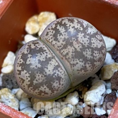 SH31870 Lithops coleorum